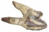 Fossil Primitive Whale (Pappocetus) Molar - Morocco #225342-1